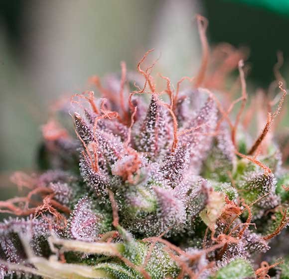 buy cannabis online