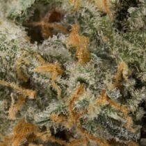 weed for sale online