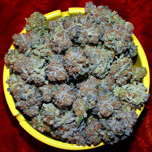 medical marijuana card online