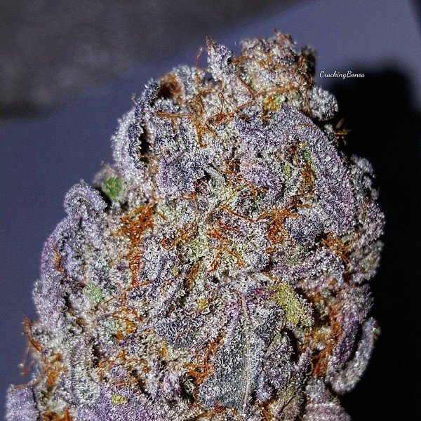 weed seed shop